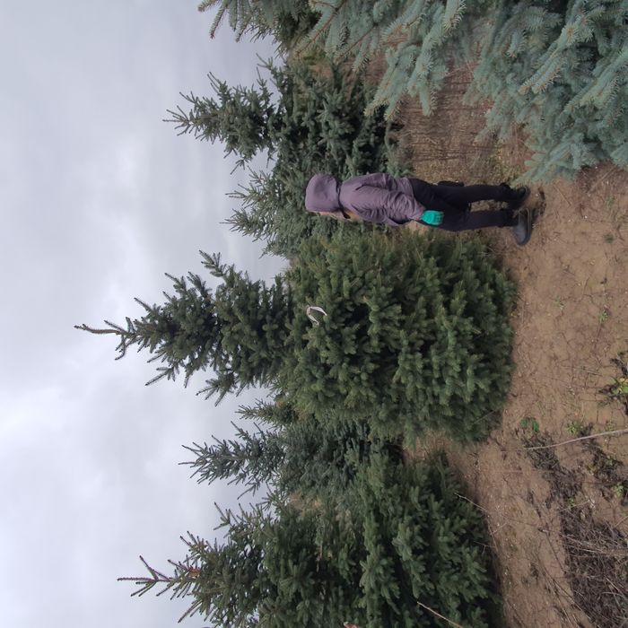 Ель живая колючая зелёная сизая голубая