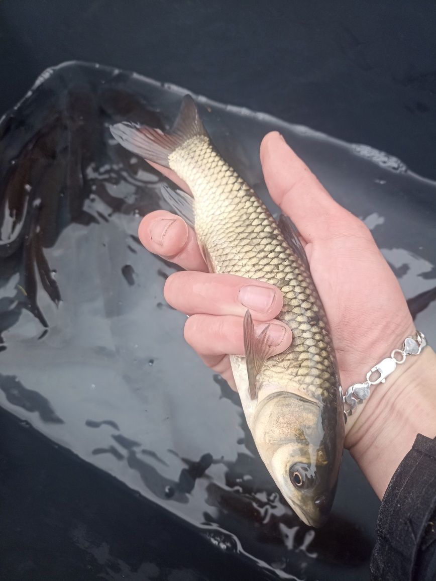 Jesiotr,Karp ,Amur i inne