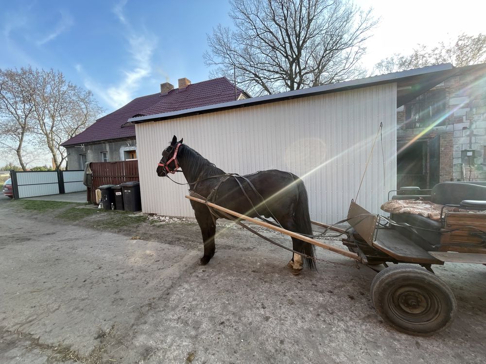 Sprzedam konie rasy slaskiej