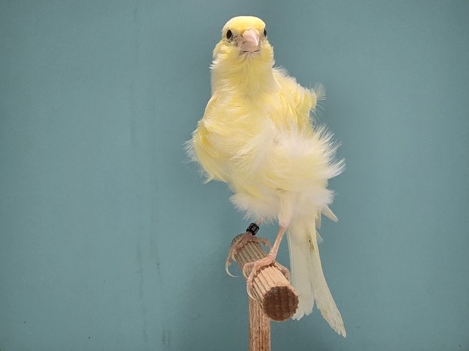 Kanarek fiorino samica zolta 2025