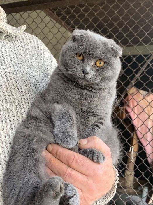 Шотландське кошеня, котик