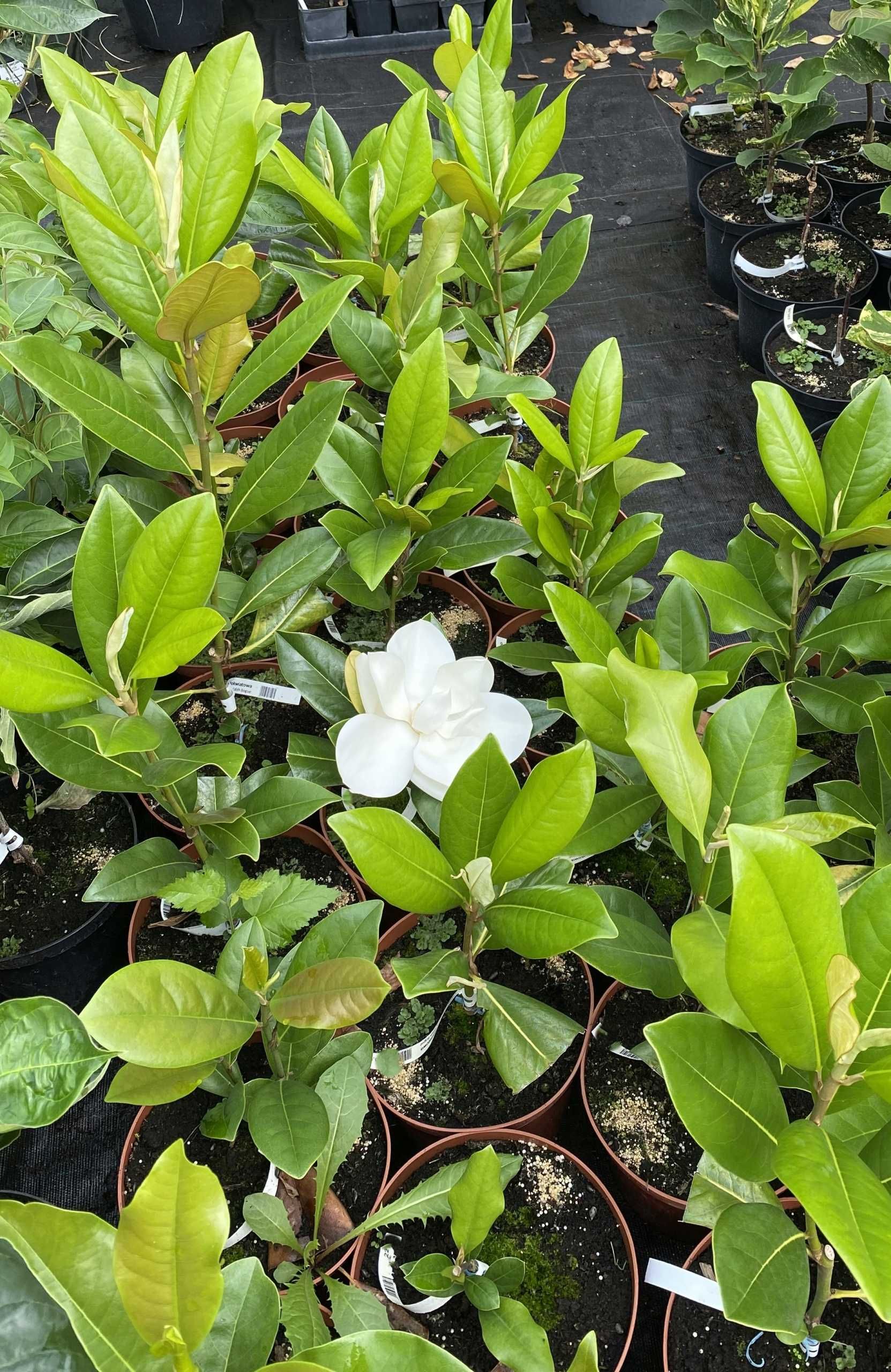Magnolia grandiflora EDITH BOGUE kremowa UNIKAT 5 l