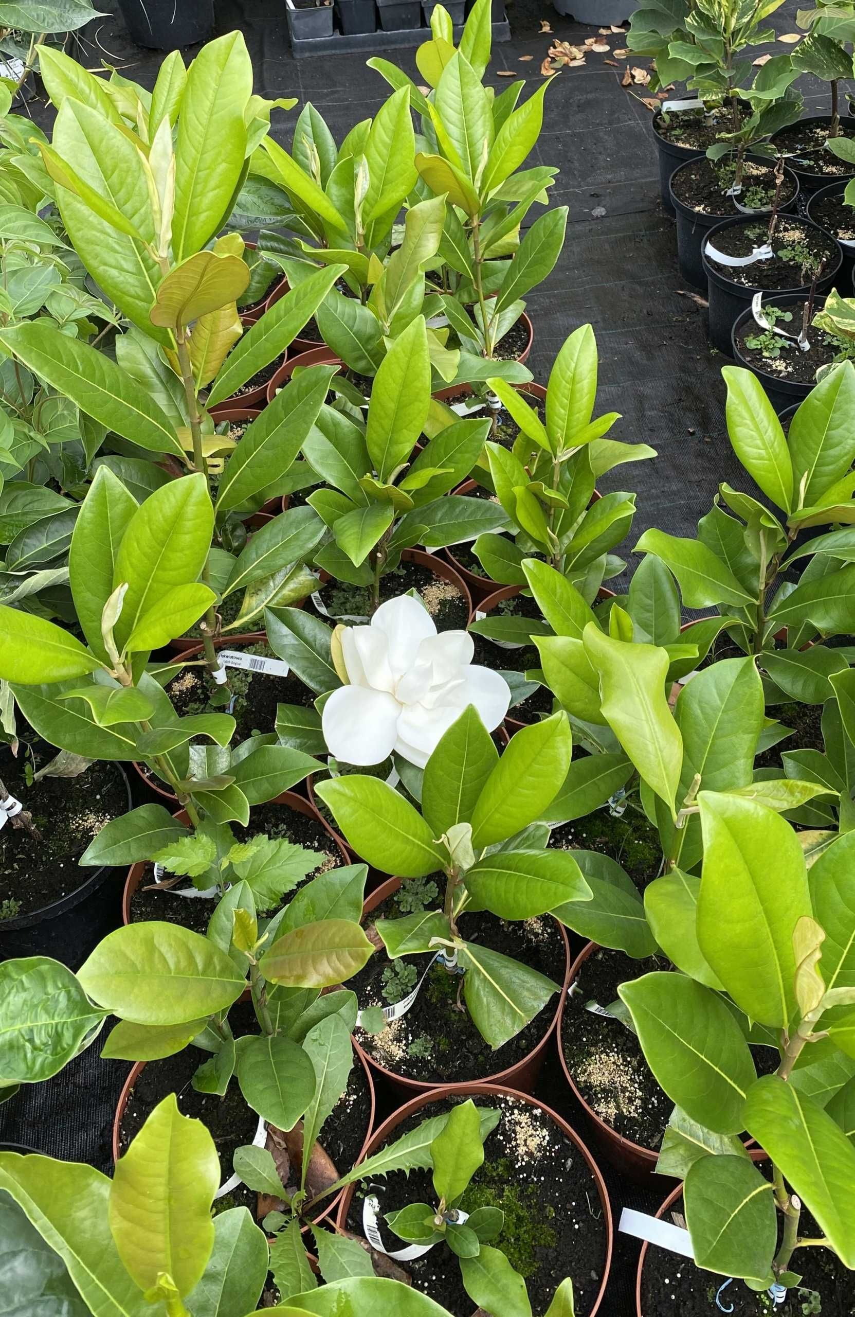 Magnolia grandiflora EDITH BOGUE kremowa UNIKAT 3L