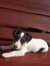 Jack Russell terrier