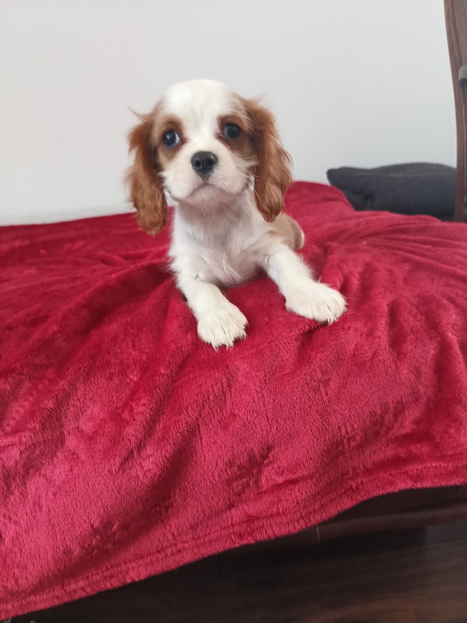 Psy rasowe cavalier King Charles spaniel