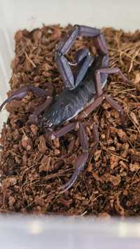 Skorpion Centuroides gracillis