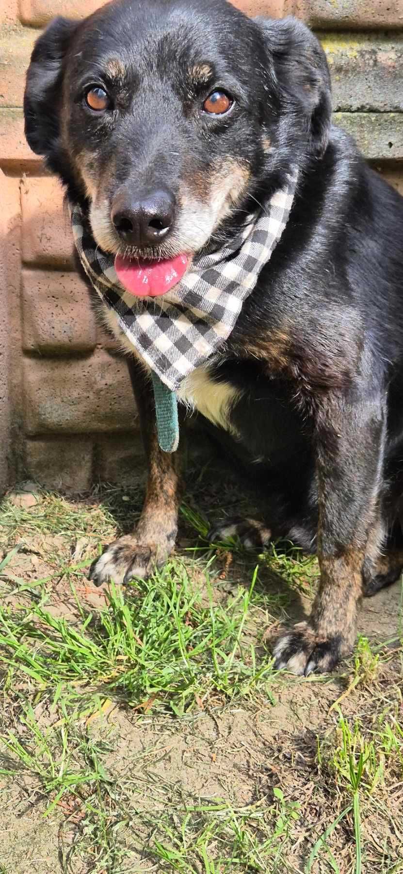 Piesek około 7 lat