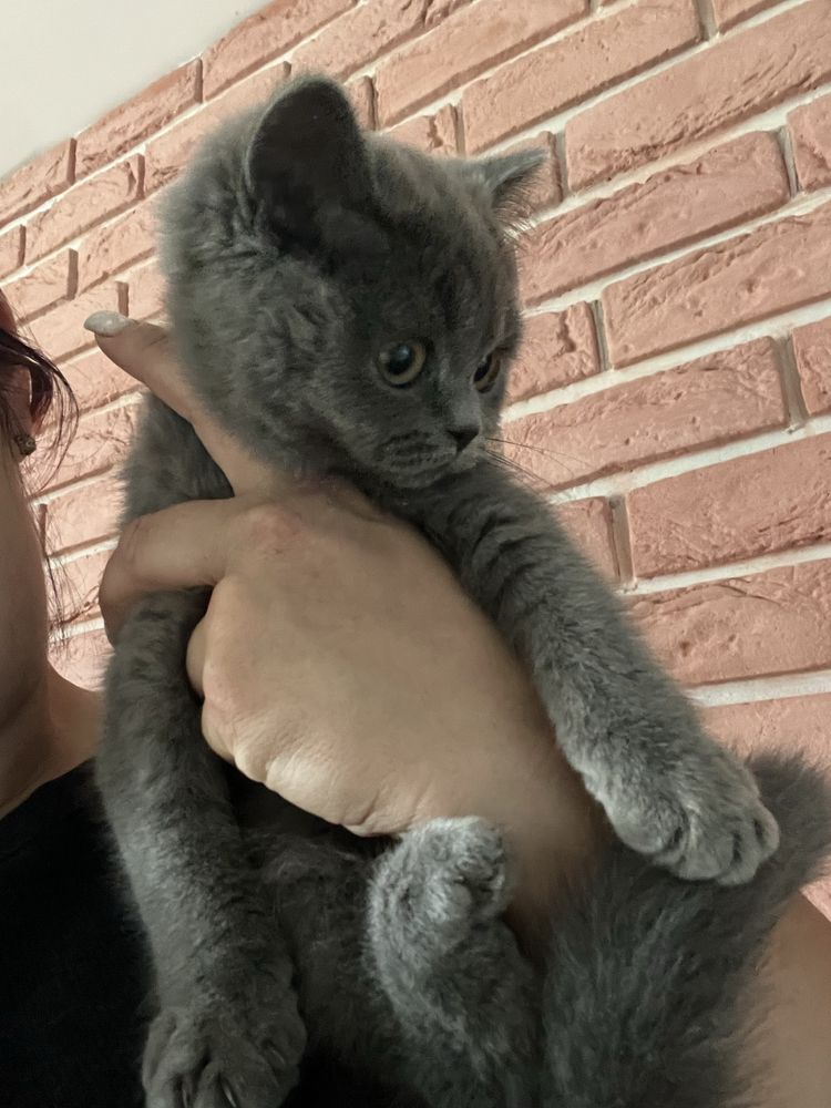 Kot Brytyjski Brytyjska kotka Niebieska  Blue Już Gotowa Do Odbioru