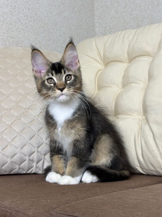 Las Vegas-kocurek Maine Coon