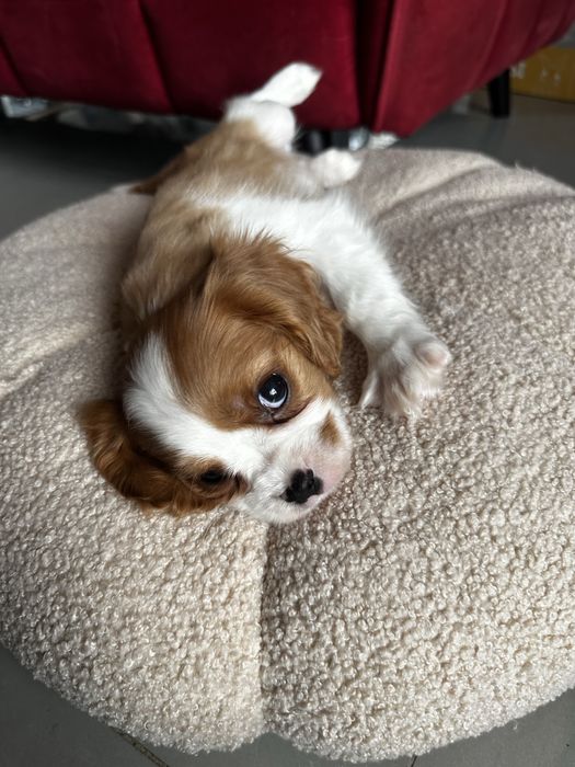Cavalier King Charles Spaniel blenheim