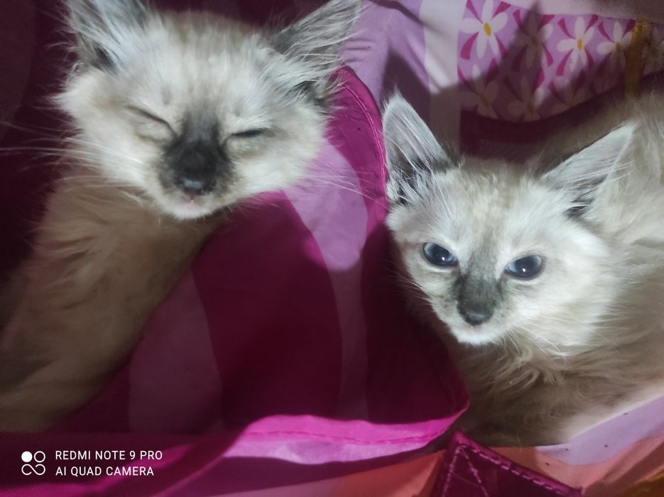 Котики Сиамцы чистокровные
