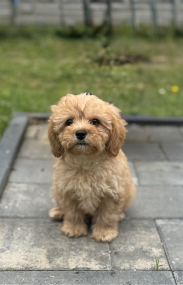 Cavapoo - piesek ;)