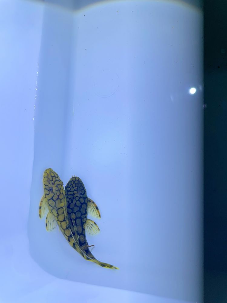 Ancistrus Kiefner II L519