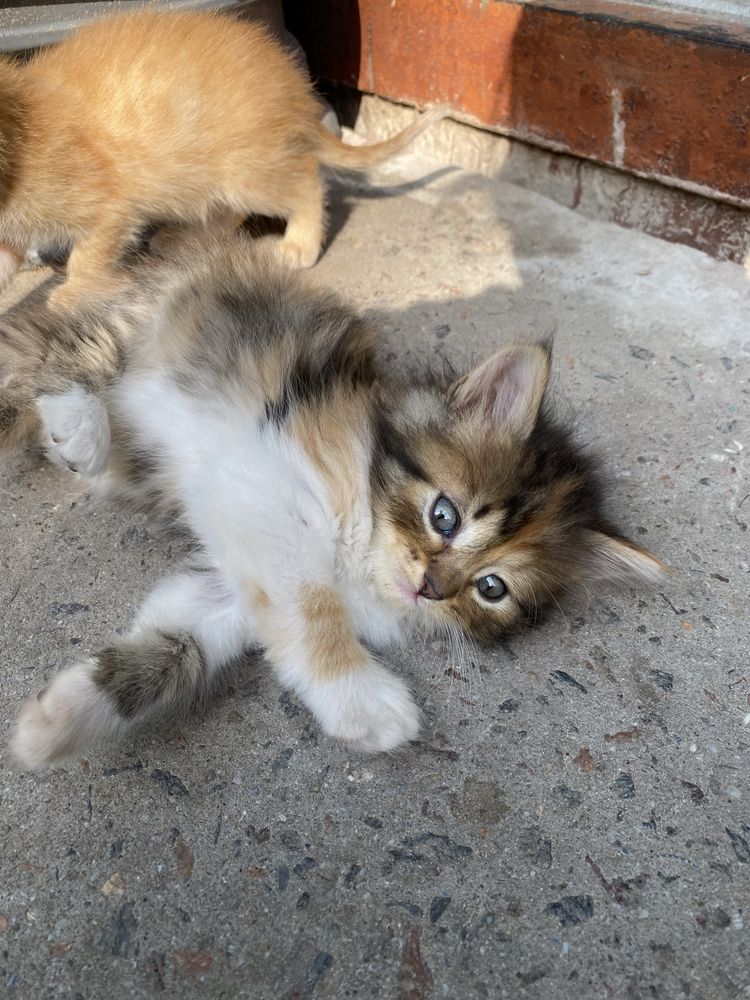 Котики в хороші руки