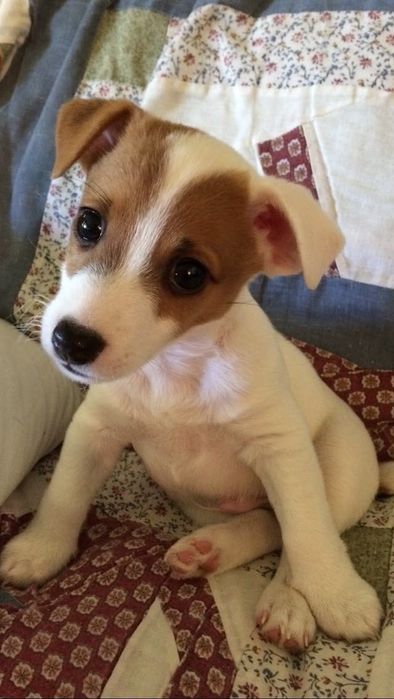 Джек расел терʼєр, Джек рассел терьер