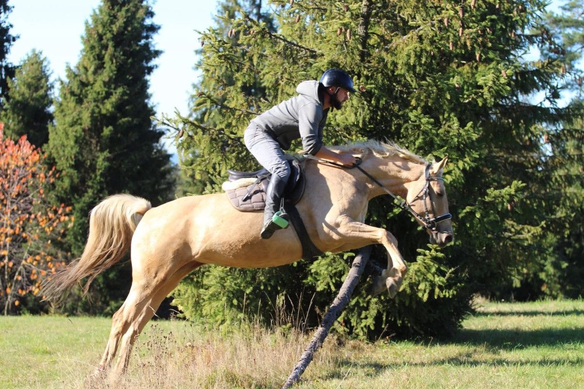 Klacz prosto od hodowcy. Startuje L, palomino