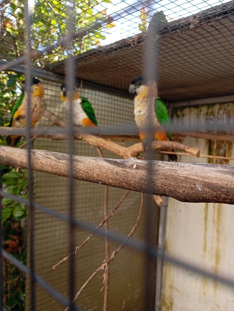 Marianinhas cabeça preta