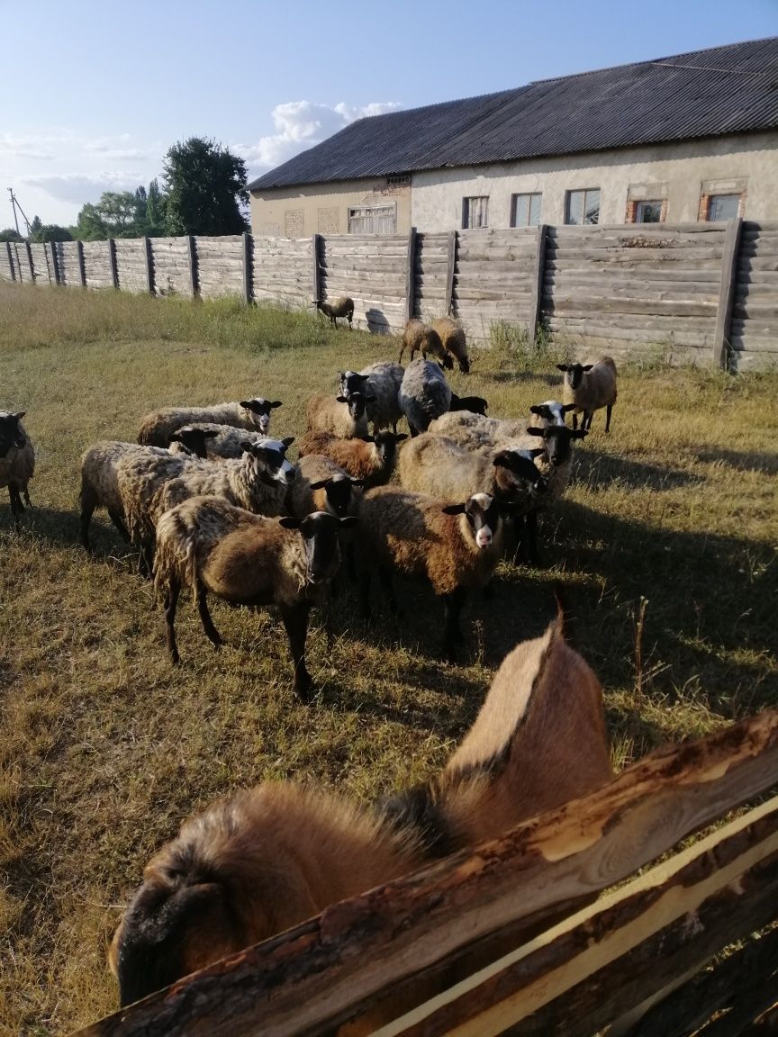 Романівські вівці