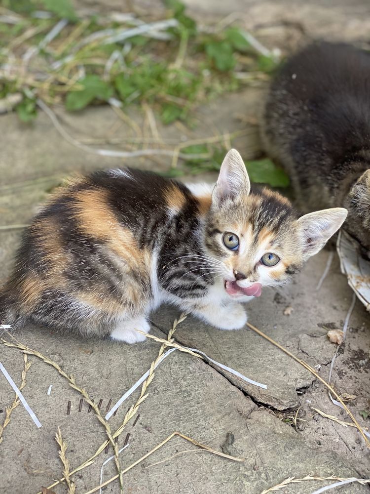 Віддамо подаруємо котенят