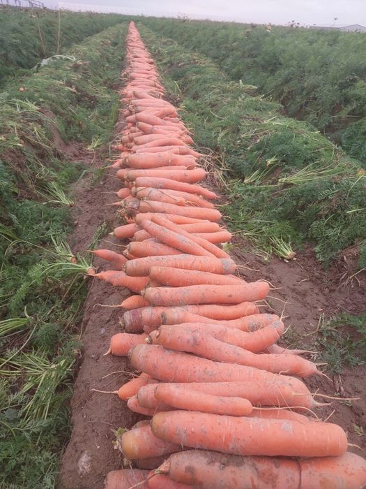 Marchew marchewka jadalna