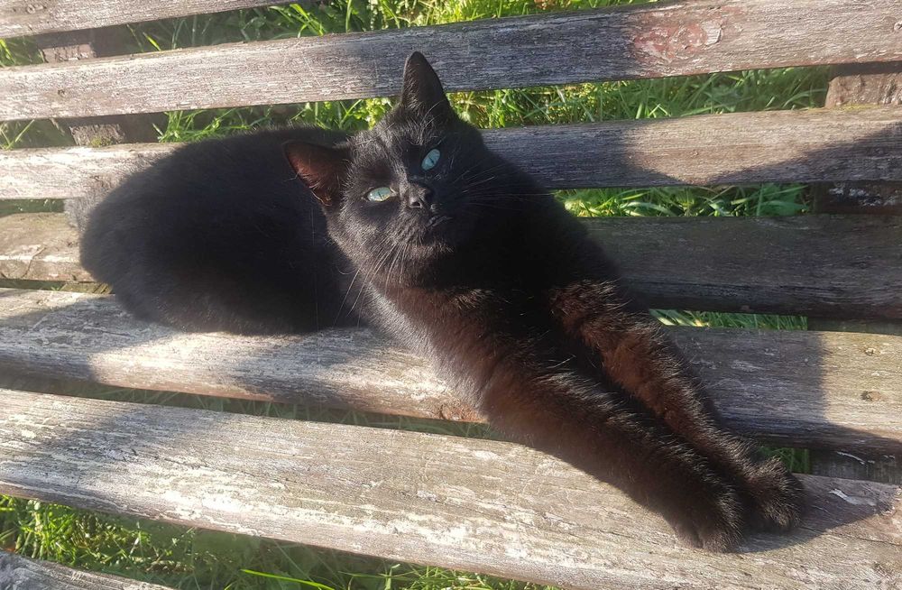 Onyx kocurek do adopcji