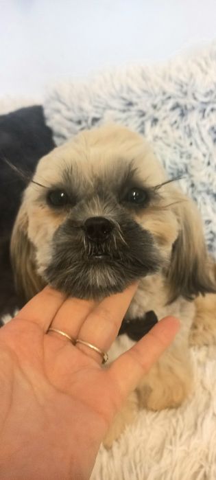 Shih-Tzu IV pok.rod sobolowy mini 3,6 kg