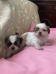 Shi-tzu super top  femea excelnte