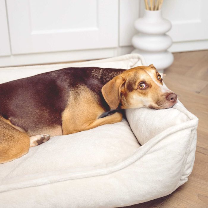 Seria PREMIUM - ortopedyczne legowisko IRIS (100x80 cm, Beż)