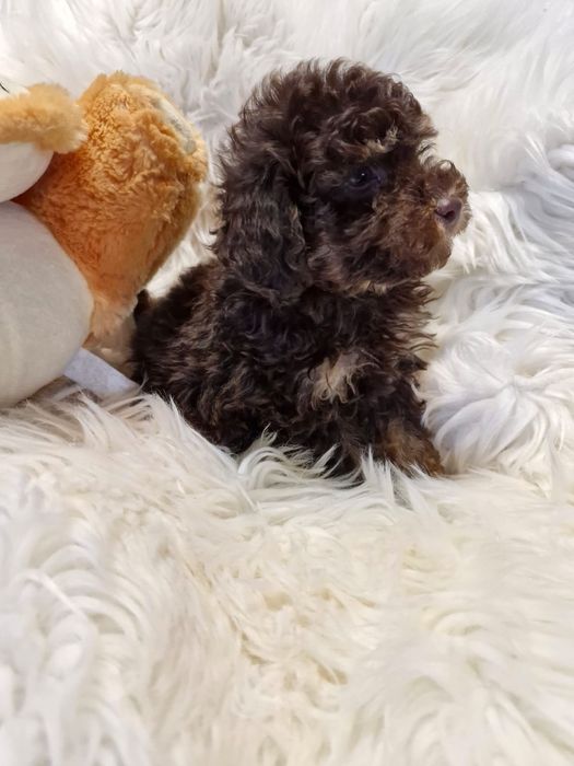 **,KAPSEL**pudel miniaturowy/toy choco fantom do rezerwacji