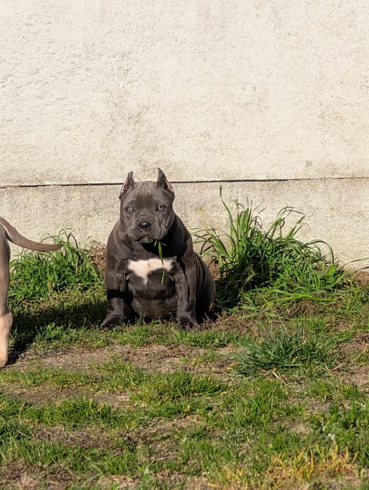 American bully suczka blue