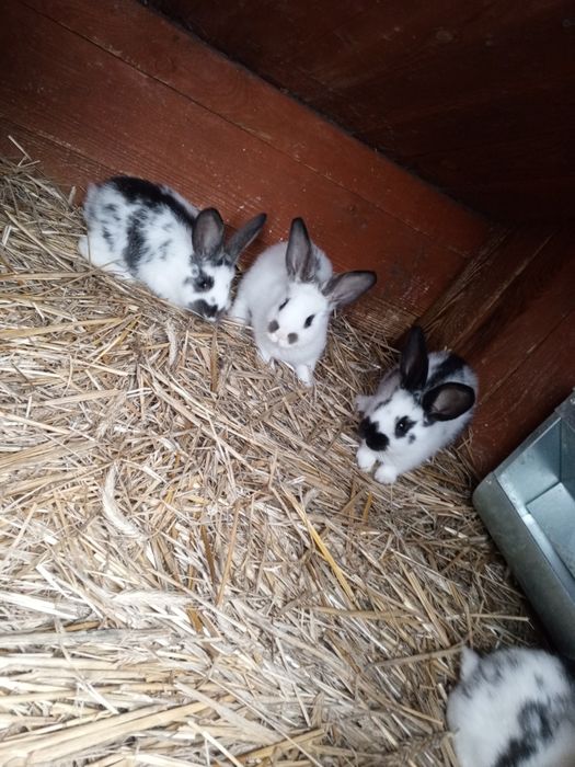 Sprzedam młode króliki