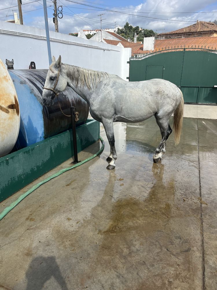 Cavalo cruzado com 14 anos