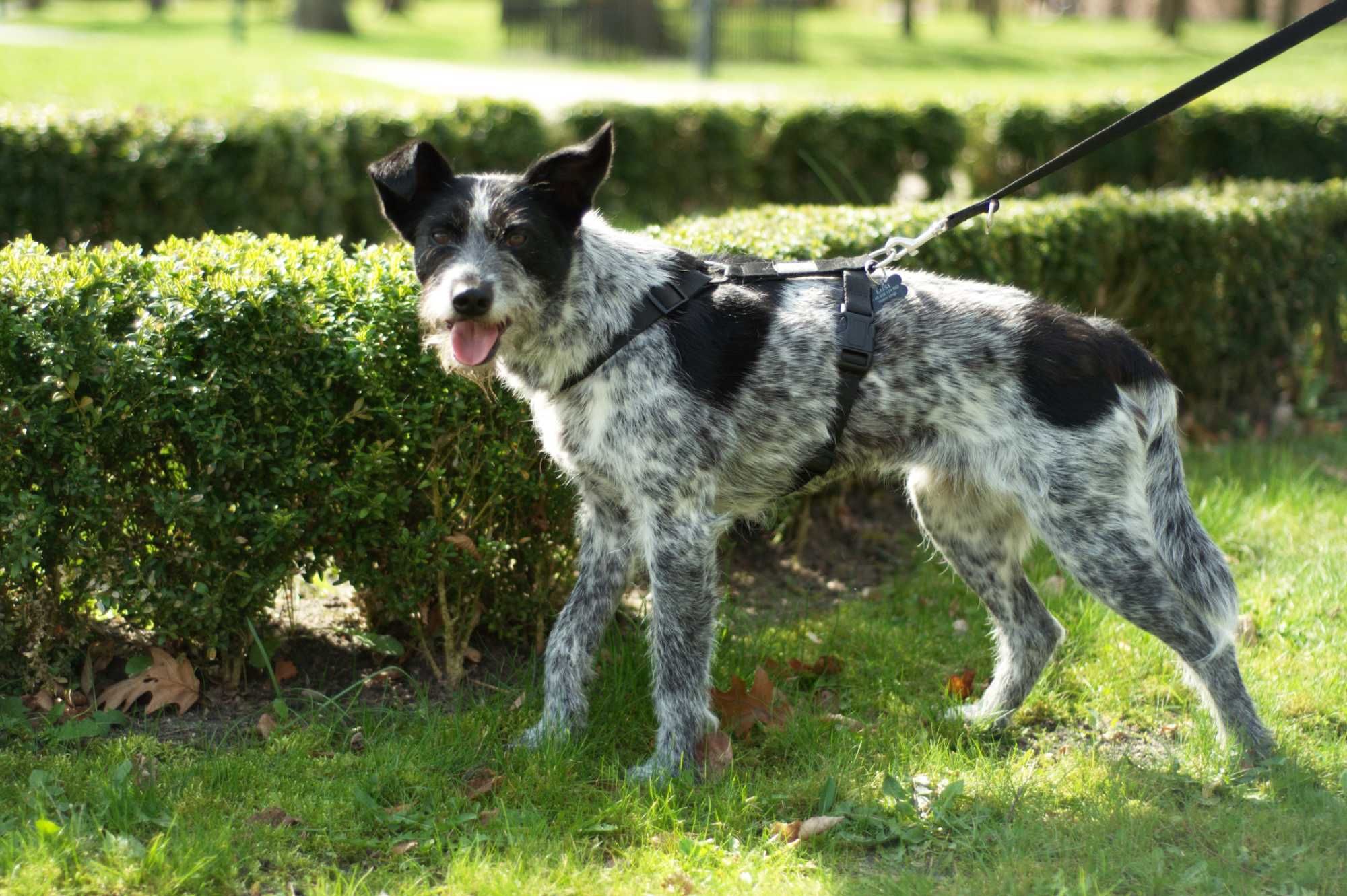 Lima - cudowna, grzeczna, pięknie umaszczona suczka do adopcji