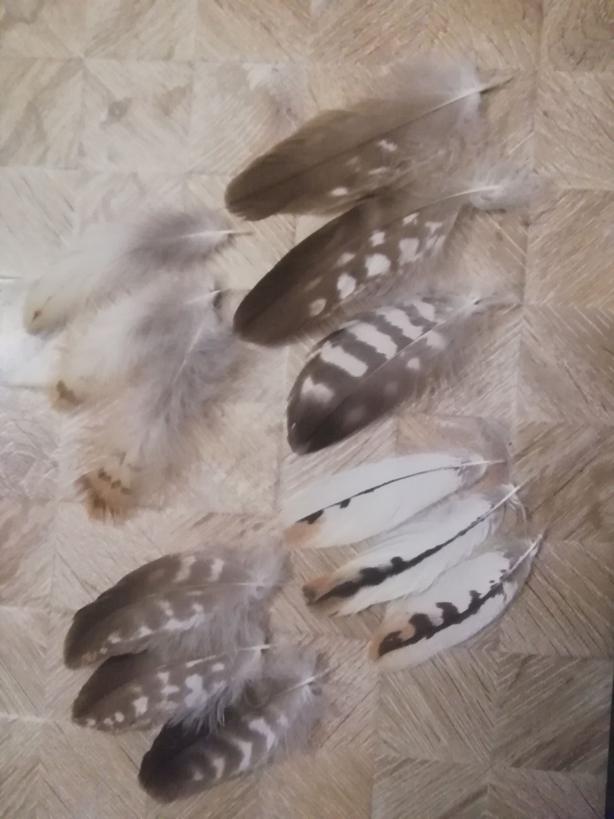 Пірʼя орла яструба Орлиное перо хвост перья хищных птиц ястреба сокола