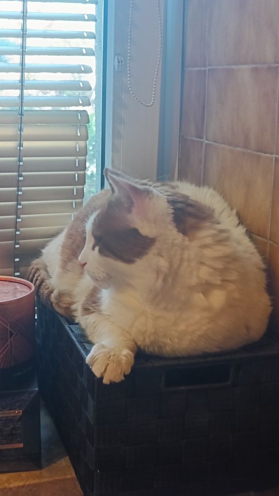 Kocurek do adopcji