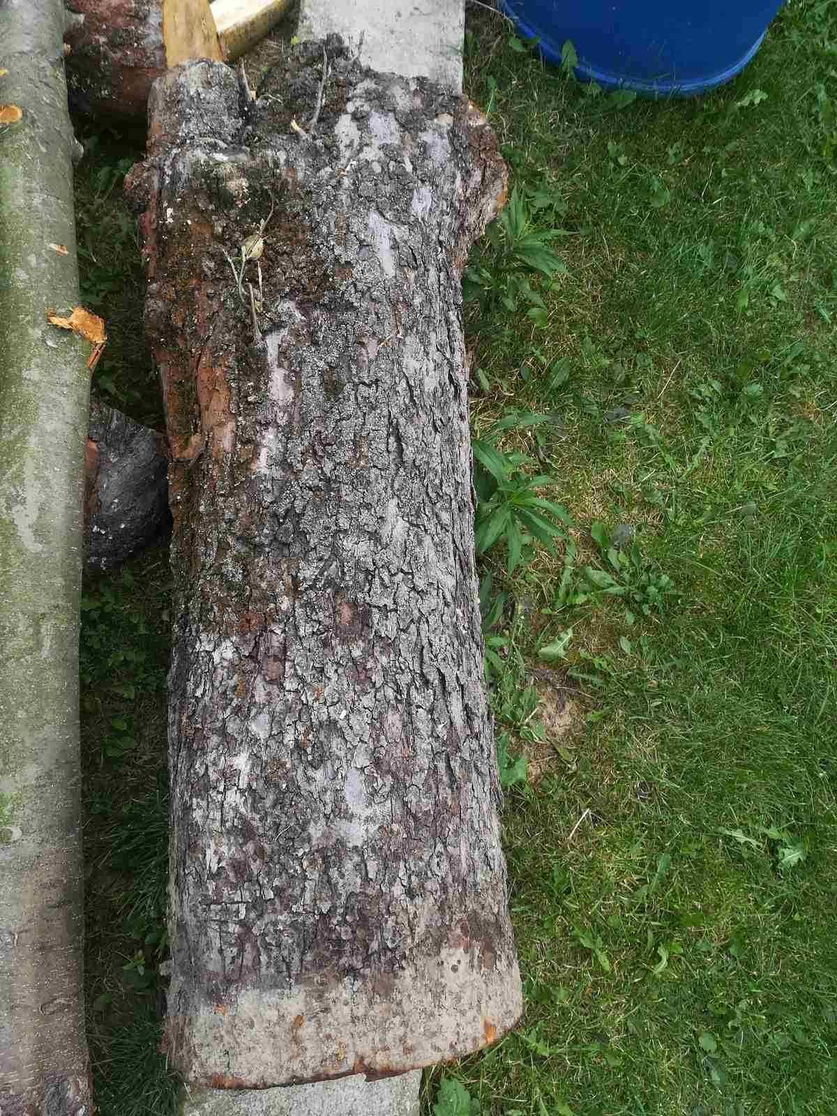 Jabłon - pień, drzewo, drewno na stół