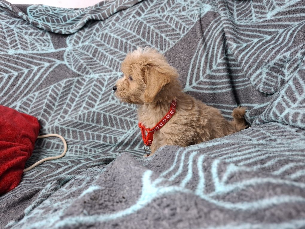maltipoo szczeniak piesek