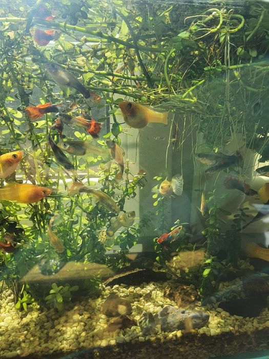 Małe gupiki rybki akwariowe własna hodowla