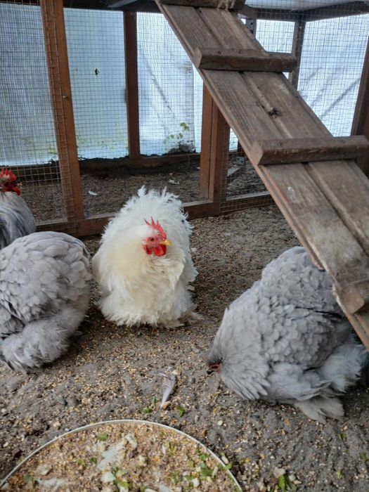 karzelek kochin karzelki kochiny mlodziez