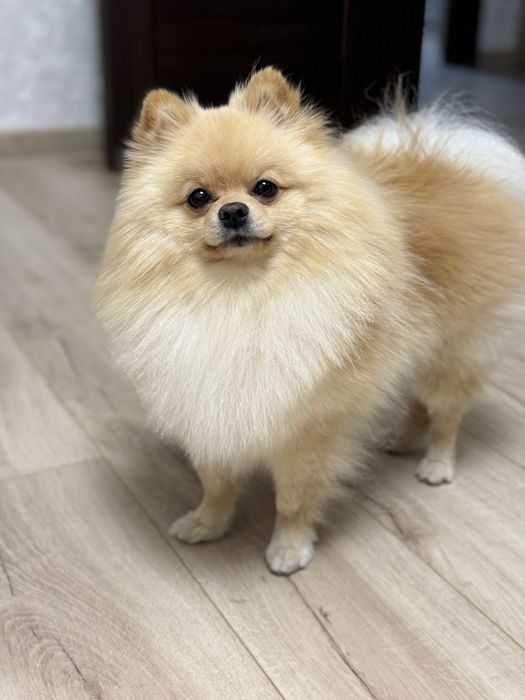 Померанський Шпіц  запрошує на вʼязку