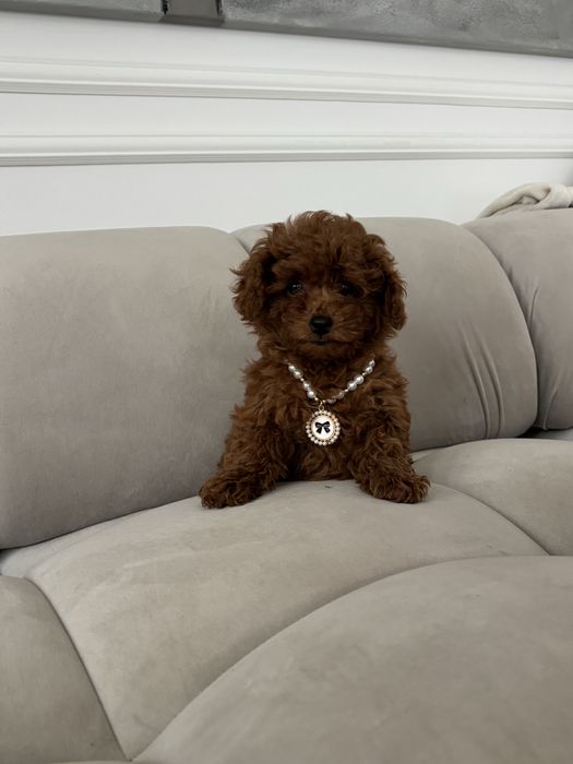 Pudel Toy Mini suczka red brown z rodowodem