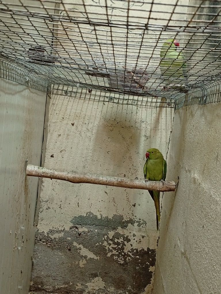 Rin neck e agapórnis criados á mão e outras aves