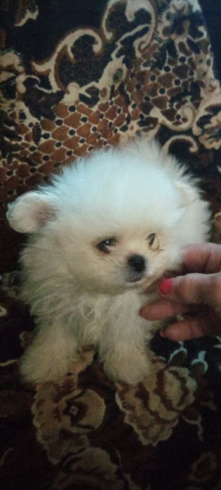 Продам мальтезе - мальтешпиц  мини щенков