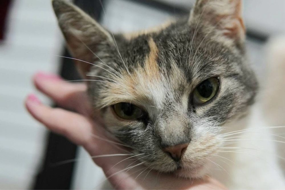 Kotki szukaja domkow