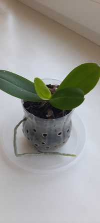 Орхидея фаленопсис мини детка