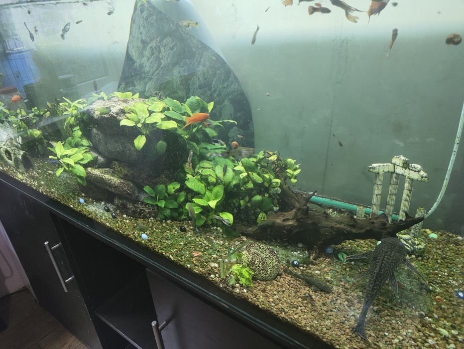 Аквариум на 500л