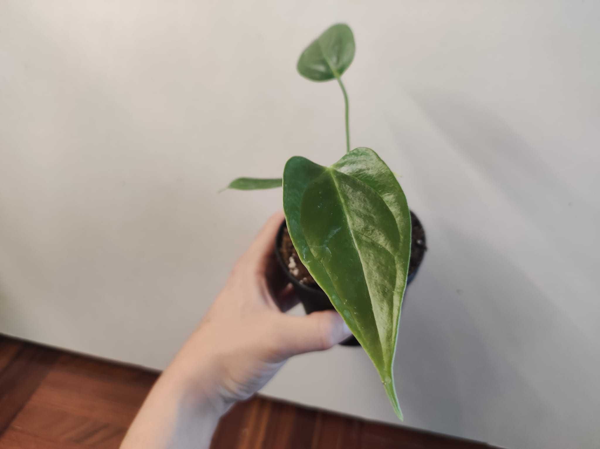 Anthurium Veitchii " Narrow form"