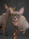 P/Adopcja Grupcio Noel • Sphynx Sfinks Czuły Kochany Miziasty Kocurek