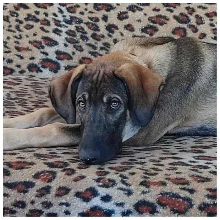 Щенок (мальчик) в хорошие руки