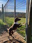 Cachorrinhas para adoção porte médio